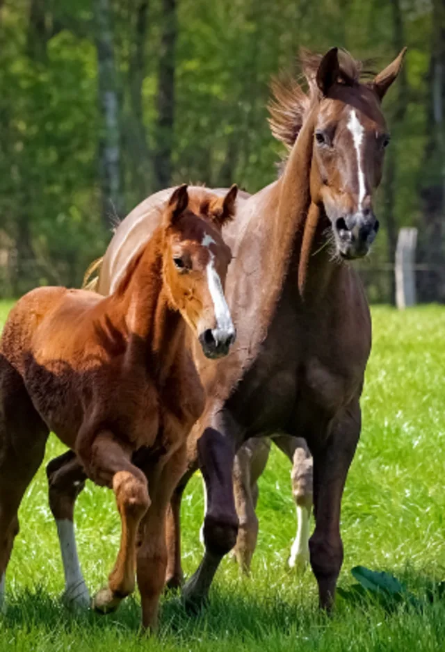 Mare and foal running through green grass together